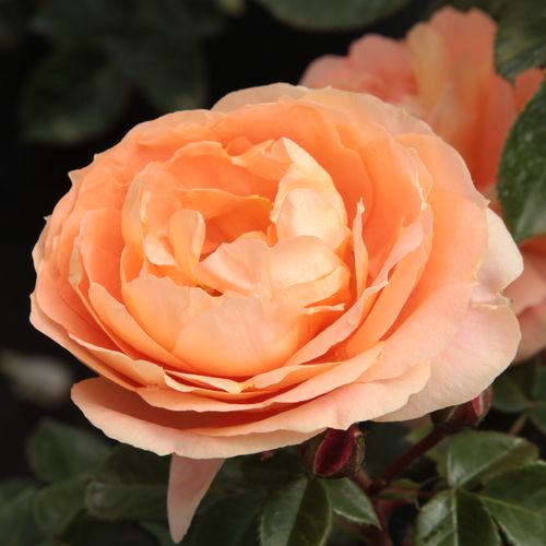 Orange - floribunda-grandiflora rosen